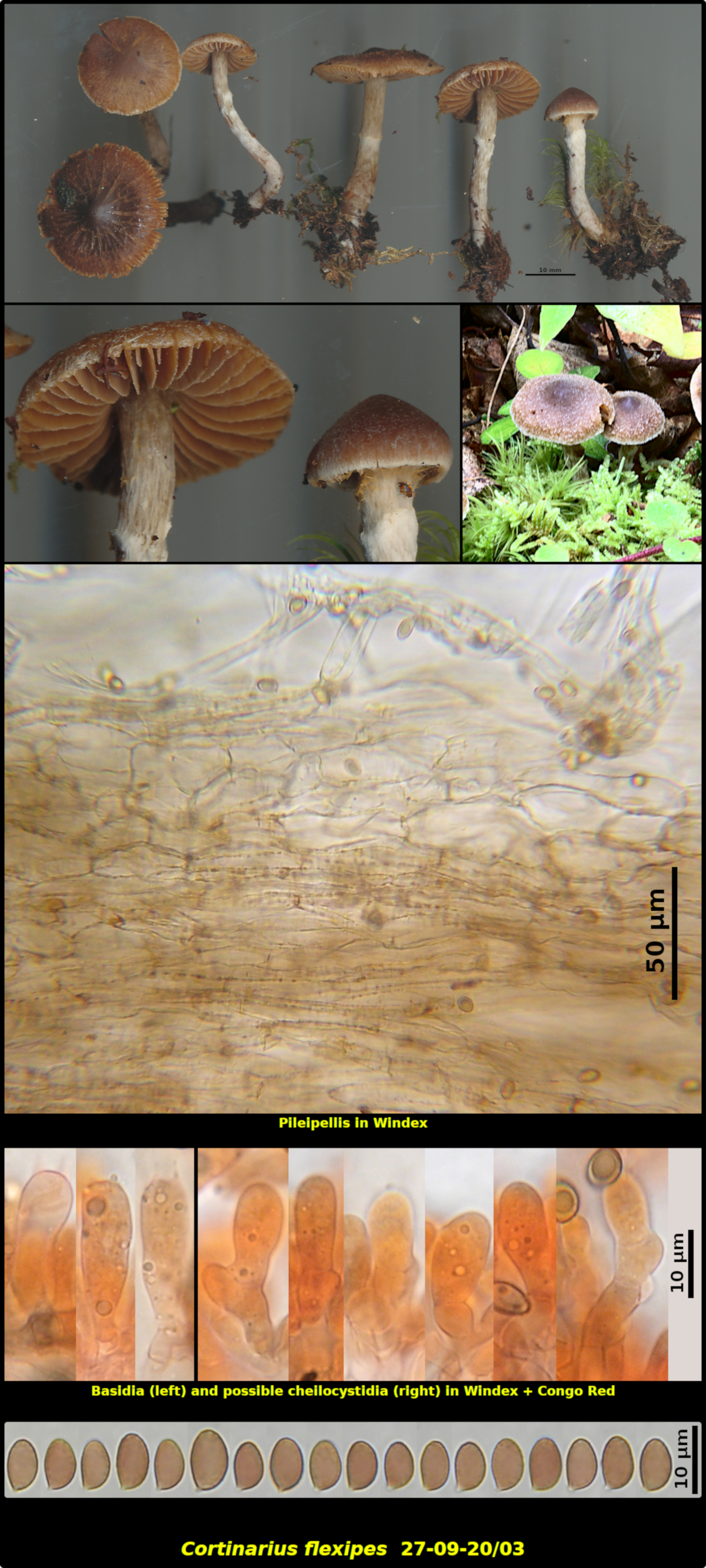 Picture of <i>Cortinarius flexipes</i> 27-09-20/03